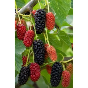 Moruša trpasličia (Morus rotundiloba) 'Mojo Berry' ® -  výška 50-60 cm, kont. C3L